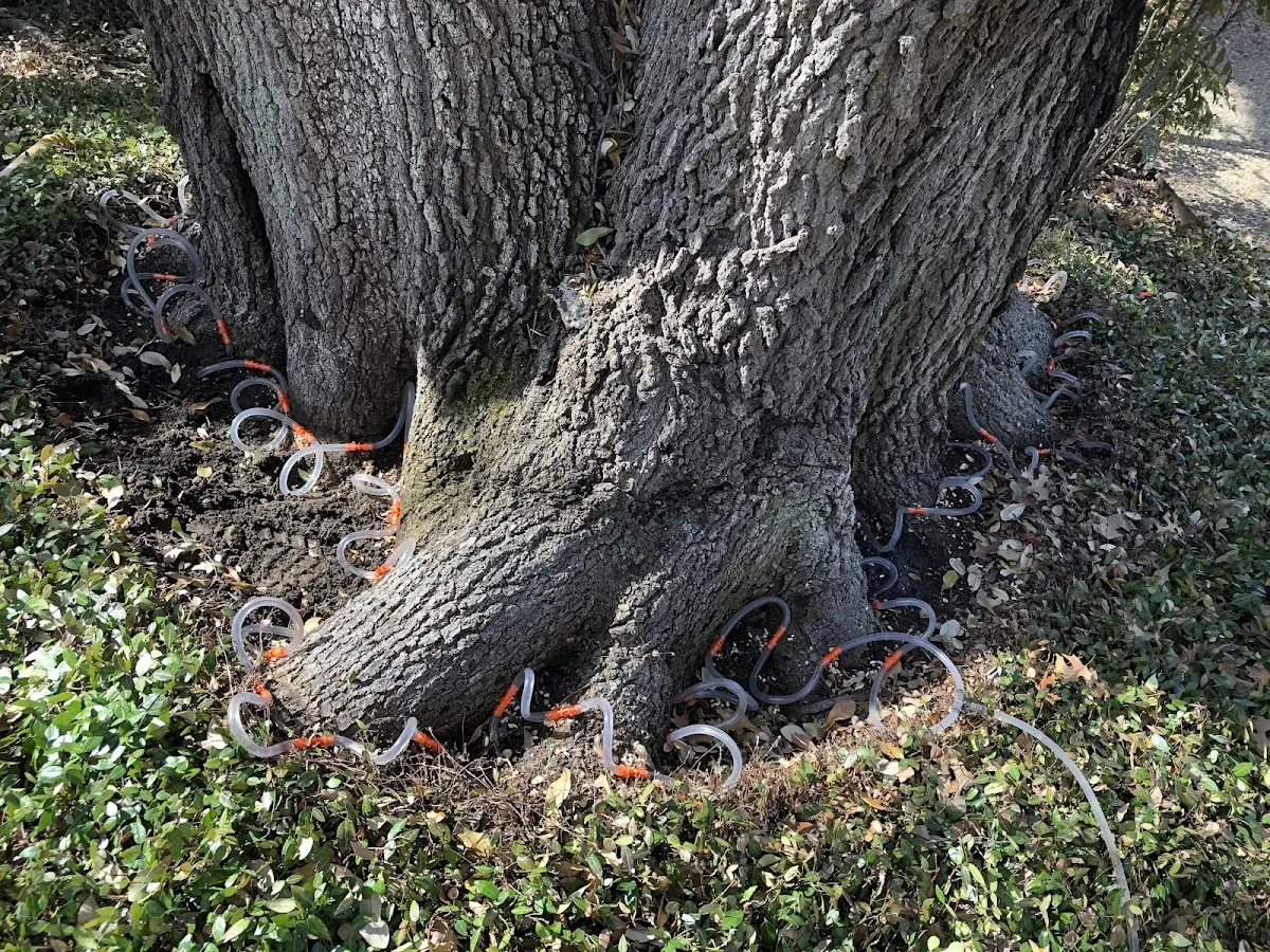 Detailed Tree Cabling and Bracing job site in Scio